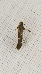Caloptilia triadicae
