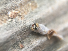 Habronattus