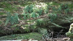 Asplenium appendiculatum appendiculatum