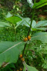 Triosteum aurantiacum