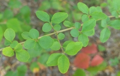 Forestiera
