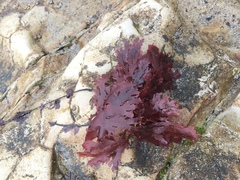 Callophyllis violacea