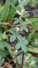 Kummerowia stipulacea