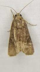 Spodoptera frugiperda