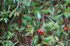 Rosa palustris