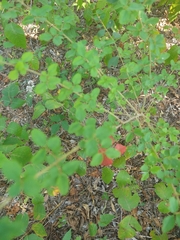 Forestiera