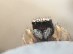 Habronattus