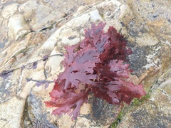 Callophyllis violacea