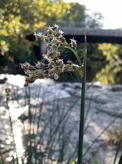 Schoenoplectus acutus