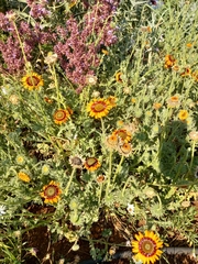 Helianthus laciniatus