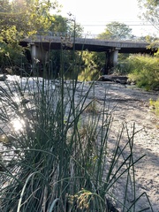 Schoenoplectus acutus