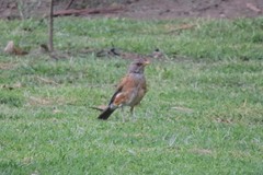 Turdus rufopalliatus