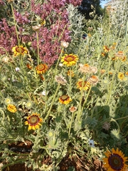 Helianthus laciniatus