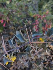 Berberis chilensis