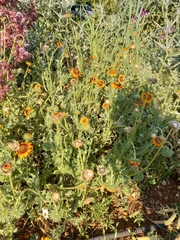 Helianthus laciniatus
