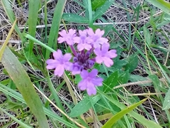 Verbena rigida