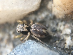 Habronattus