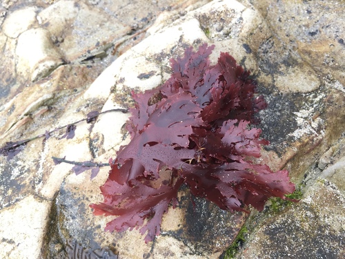 Callophyllis violacea observed 2018-08-19