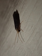 Polycentropodidae