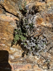 Myriopteris covillei