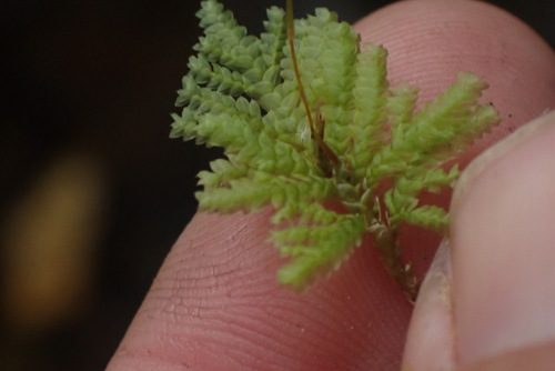 Image of Hypopterygium flavolimbatum by no rights reserved