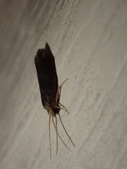 Polycentropodidae