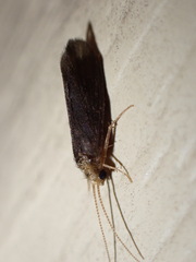 Polycentropodidae