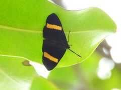 Esthemopsis pherephatte