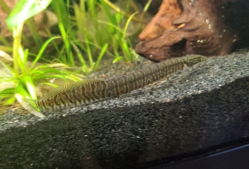 Burmese spiny eel (Macrognathus zebrinus) — Mastacembelidae