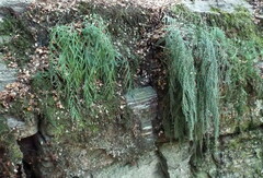 Asplenium appendiculatum appendiculatum