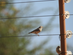 Crithagra atrogularis