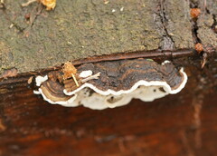 Datronia brunneoleuca