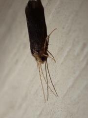 Polycentropodidae