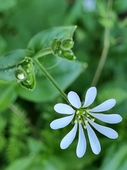 Stellaria chilensis