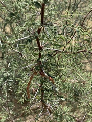 Vachellia constricta