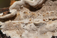 Datronia brunneoleuca