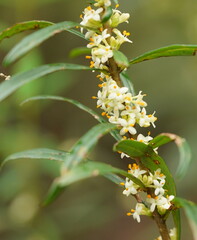Pimelea axiflora axiflora