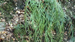 Asplenium appendiculatum appendiculatum