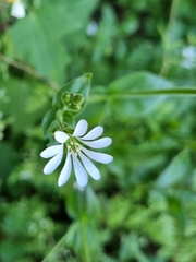 Stellaria chilensis