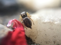 Habronattus