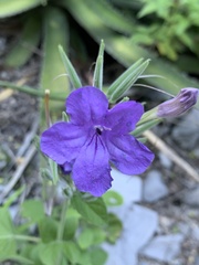 Ruellia occidentalis
