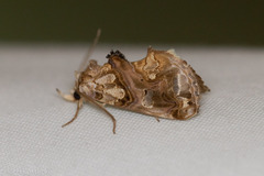 Plusiodonta compressipalpis