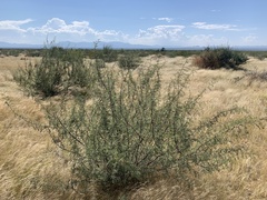 Vachellia constricta