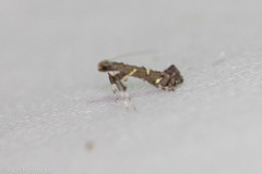 Caloptilia triadicae