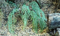 Asplenium appendiculatum appendiculatum