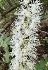 Actaea podocarpa