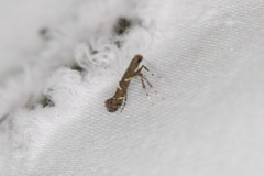 Caloptilia triadicae