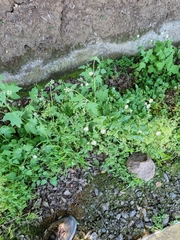 Stellaria chilensis