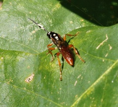 Cratichneumon