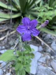 Ruellia occidentalis